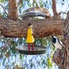 Metal Hanging Bird Feeder Lightweight Girl Umbrella Shape Hummingbird Feeder Tray for Garden Yard Decoration Bird Bath