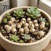 Three Wise Skeletons Figurines 20Pcs Creative Miniature Skull Figurines, Cool Statues for Garden Bonsai Landscaping Accessories Decoration,