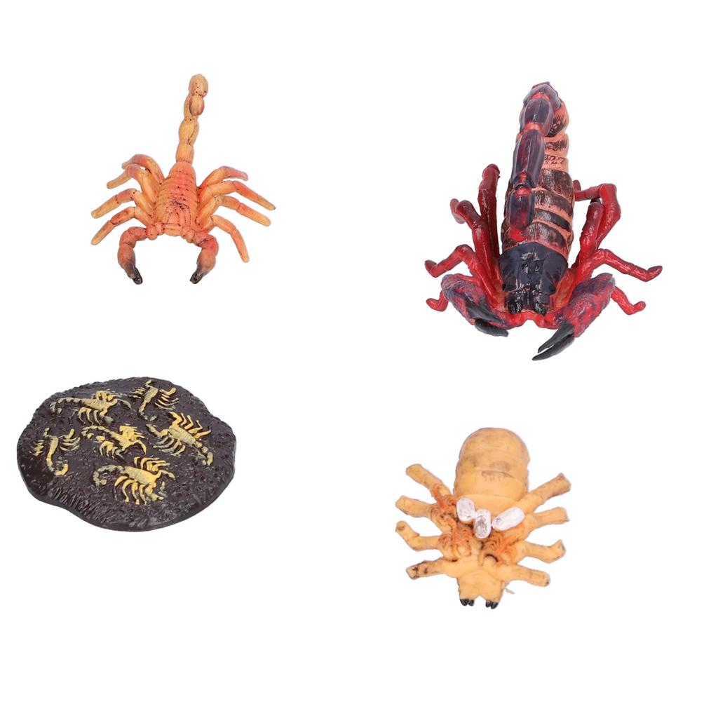 Scorpion Life Cycle Toys Kit Educational Insect Lifestyle Stages Toy Set for Kids#2