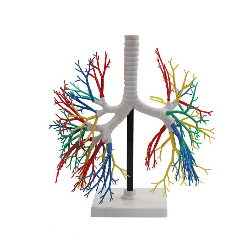 Transparent Human Lung Model: Left &