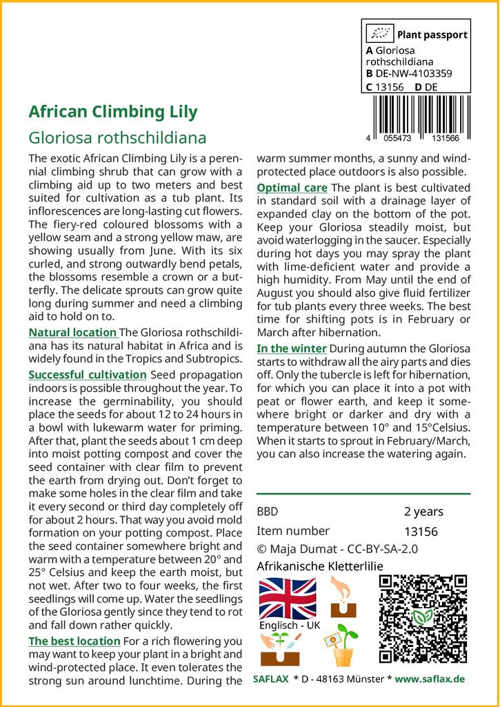 SAFLAX Garten zum Mitnehmen - Afrikanische Kletterlilie - 15 Samen - Mit Topf, Klimadeckel und Anzuchtsubstrat - Gloriosa rothschildiana