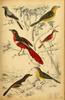 Metall-Wandschild Vogel-Dekor, Blechschild Vintage-Kunstwerk, Retro-Wanddekorationsplatte