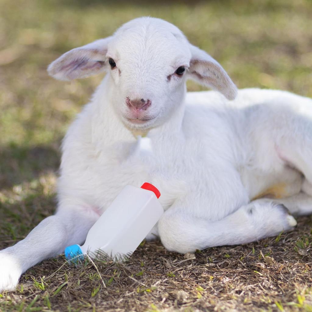 Livestock Nursing Bottles: Small-Scale Milk Bottles for Lambs and Goats
