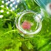 Suction Cup Aquarium Worm Feeder Glass Fish Feeding Cup Accessory Aquarium Feeding Cup  Aquarium