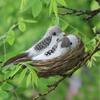 Realistic Craft Miniature Garden Parties Lawn Artificial Birds Home Decor Bird Nest Birds Egg
