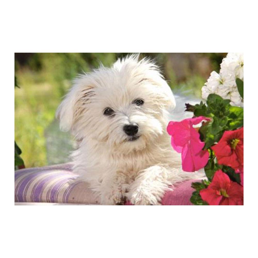 

Пазл Castorland White Terrier 70 шт.