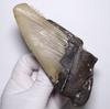 Stone Natural Fossil Megalodon North USA Specimen [N2 Natural] (Carcharocles/Otodus Megalodon) - Carolina, - (6 "One-of-a-kind" Tooth Approx.