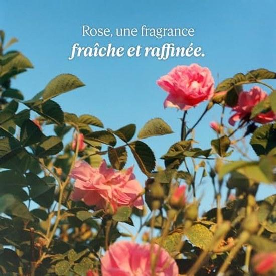 LOCCITANE Rose Hand Cream 30mL Moisturizing