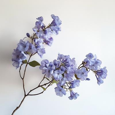 15 semi di Blue Flamboyant (Jacaranda mimosifolia) - Permacultura semiselvaggia