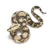 Safari Boa Constrictor Snake Figure Scale Model 266529 1/4