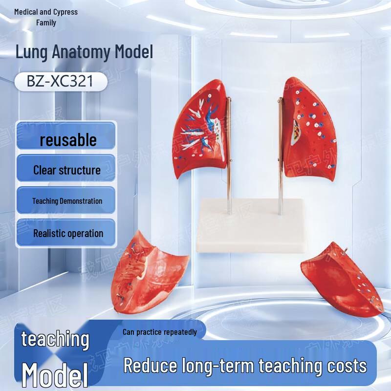 Yibaike Human Lung Anatomy Model