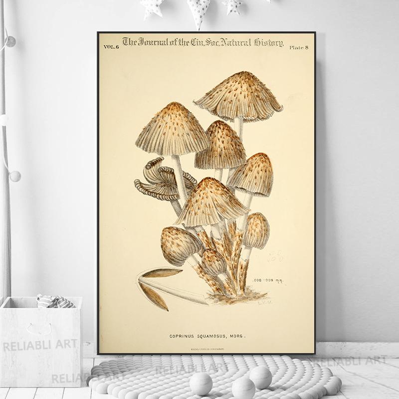 Vintage Mushroom Exemen Malba na plátně Starožitné umění na zeď Bylinné obrazy Vědecké plakáty a grafiky Dekor domácí kanceláře Cuadros