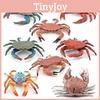 Colecție Model Crab din Plastic Realist Culori Vibrante Pentru Decor Acasă Expoziție Educațională