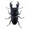 Genuine Gacha Scale Model Simulation Insect Model Collection Piece of A Giant Flat-bottomed Beetle Insect Model