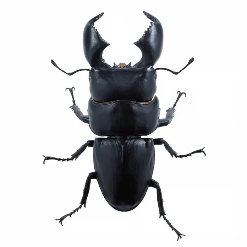 Genuine Gacha Scale Model Simulation Insect Model Collection Piece of A Giant Flat-bottomed Beetle Insect Model