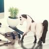 Simulation Solid Horse Figurine Plastic Animal Model Kid Children Educational Toys (#1)