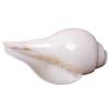 Puri Jagannath Dham Original Loud Blowing Shankh |Conch For Pooja. 200 Grm, 10.16 CM In Size
