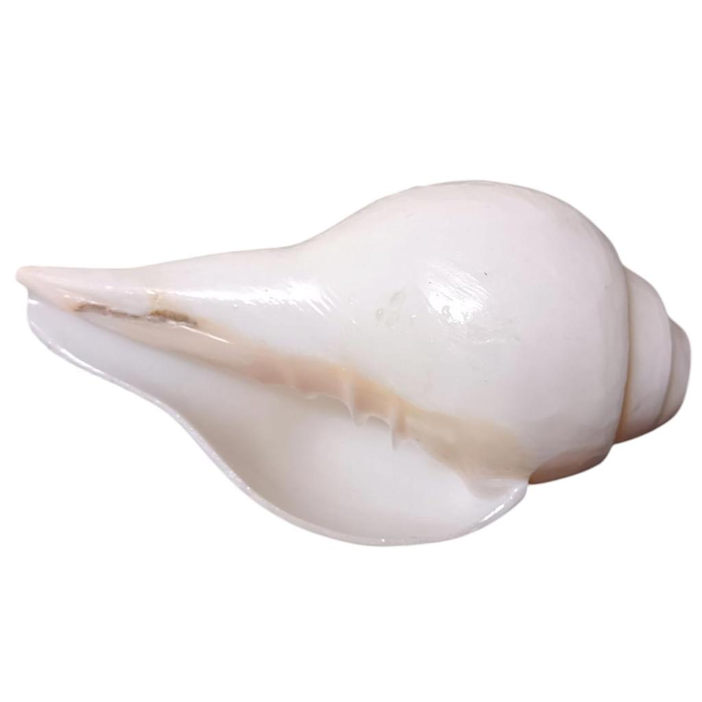 Puri Jagannath Dham Original Loud Blowing Shankh |Conch For Pooja. 200 Grm, 10.16 CM In Size