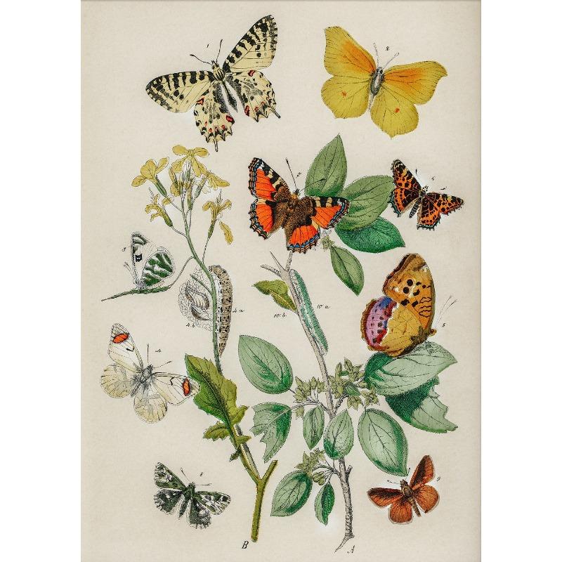 Butterfly Set of 6 Prints Poster Botanical Floral Poster Summer Insect Flower Canvas Painting Wall Art Nursery Room Home Decor