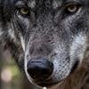 Wall Mounted Daily Nature Wild 12 Monthly 2027 Calendar Scheduler Wolves Planner with Functional Calendar