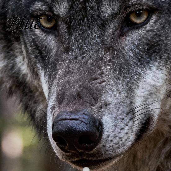 Wall Mounted Daily Nature Wild 12 Monthly 2027 Calendar Scheduler Wolves Planner with Functional Calendar
