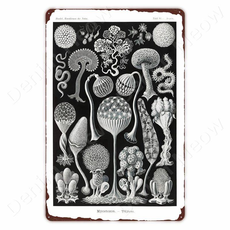 Starověcí Znamení Vintage Kovové Znamení Fosilní Nástěnné Umění Plakát Savci Ryby Znamení pro Domov Třída Dekor Hmyz Plechové Znamení