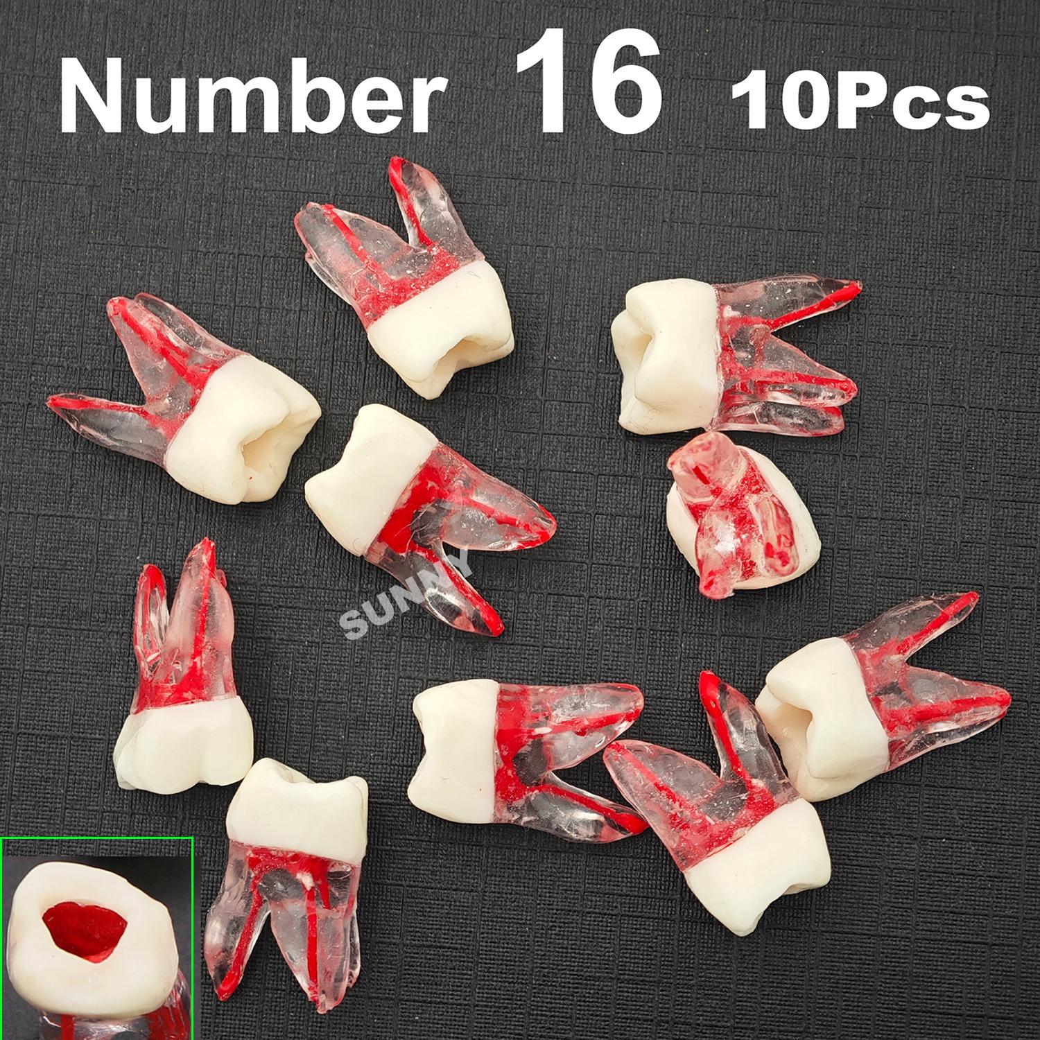 Dental Teeth Teaching Model Dental Root Canal Teeth Study RCT Practice Model Kilgore Nissin Type For Cavity Preparation Filling M8008-16 10Pcs