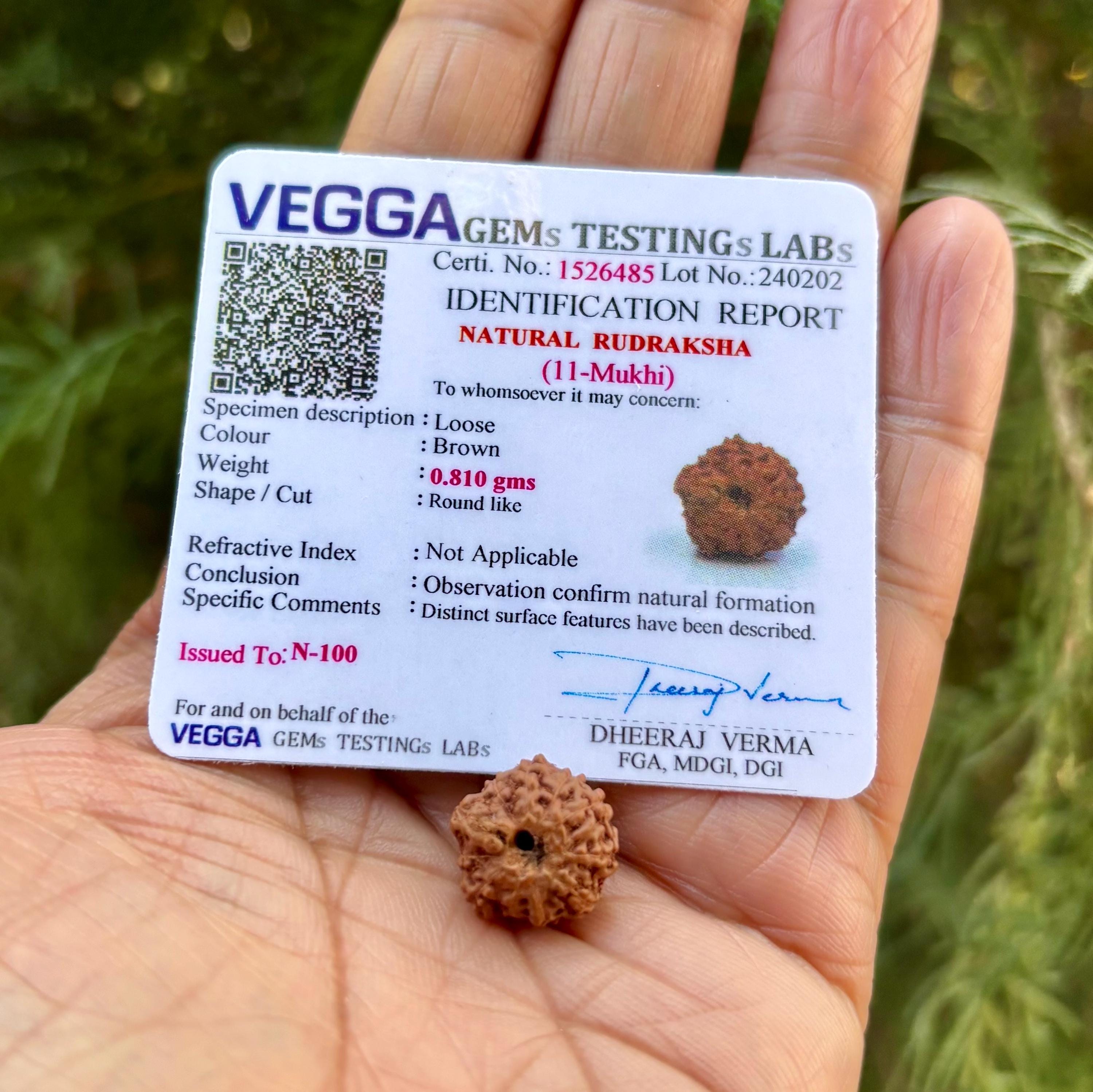 LAB CERTIFIED 11 Mukhi RUDRAKSHA Rudraksh 11 Eleven Face Rudraksham 1 Piece Yoga Prayer Healing Meditation, Small Size Free Ship One Size