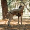 Warm Clothes For Dogs In Winter Dog Down Jacket Padded Clothes Pet Supplies Suitable Small Medium Large Dog Outdoor Warm Clothes