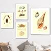 Jakobsmuschel Muschel Auster Schalentier Anatomie Manuskript Vintage Poster Druck Leinwand Kunst Wand Dekoration Hause Gemälde Für Wohnzimmer