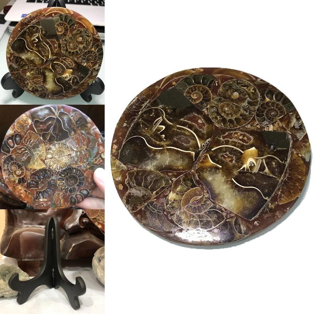 Exquisite 1pc Natural Ammonite Fossil Quartz Crystal Disk Shell Plate Conch Stand