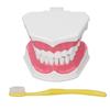 Model de Dinte Practice de Periaj Dentar Instrument de Studiu Didactic Dentar cu Set de Periuțe Kit