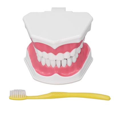 Teeth Model Tooth Brushing Practice Dental Teaching Study Tool with Brush Set Kit
