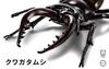 Fujimi Model Free Research Series 22 Living Creatures Stag Beetle Free No. Research-22