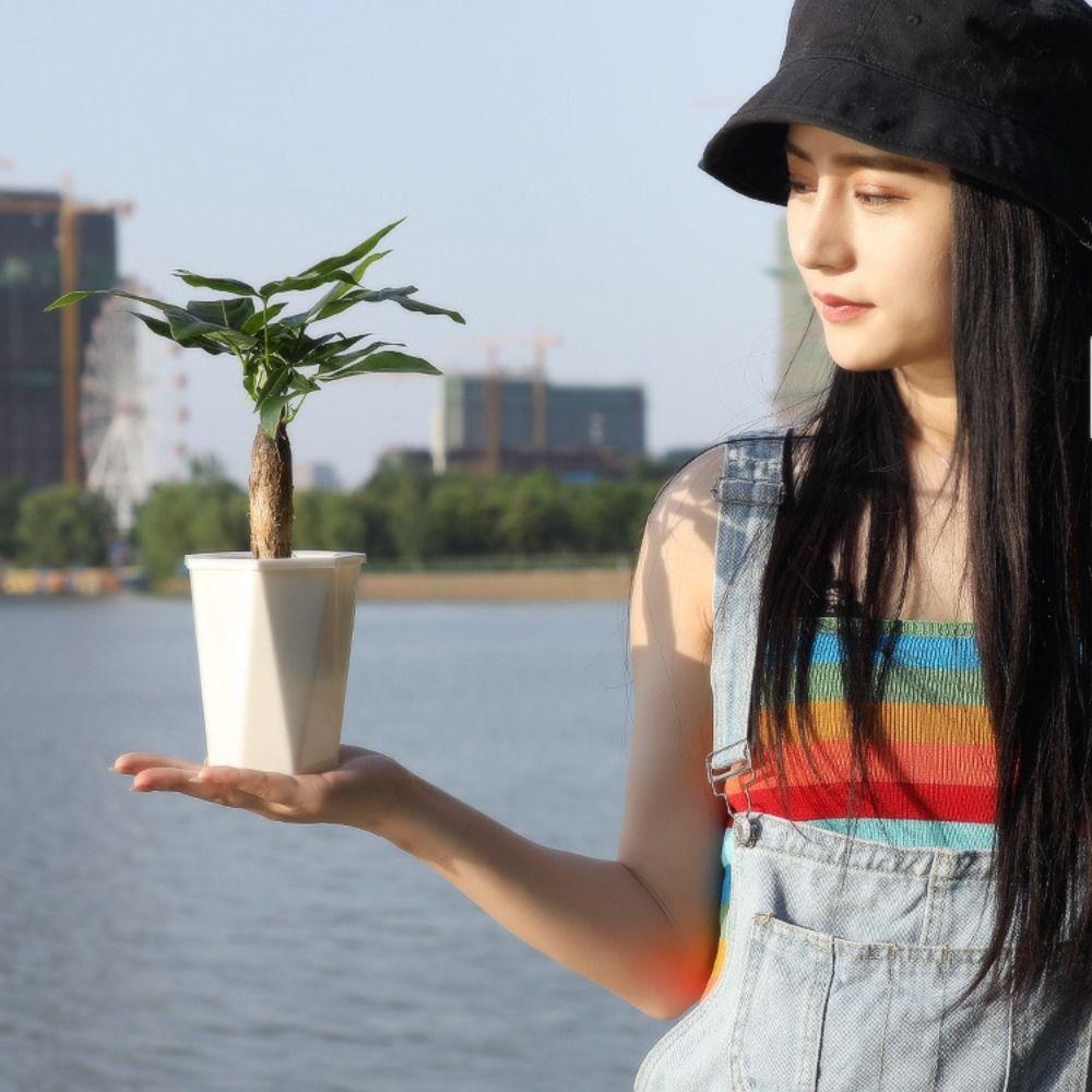 with Clear Saucer Reservoir Plant Pot with Drainage Hole Desktop Plants Pot