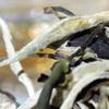 Yunnan Jinggu Moonlight White Raw Pu Erh Tea Buds Loose Leaf 100g Premium