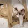 Wooden Cat Swing Hammock Stable Quiet Scratch Bite Resistant Hanging Cat Bed for Pet Supplies
