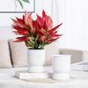 Lazy Flower Pot Self Watering Flowerpot Indoor Succulent Hydroponic Plants Pot Garden Planter Pots Home Bonsai Decoration