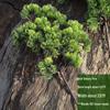 Pine Needle Juniper Artificial Bonsai with Dried and Plastic Pine Leaves