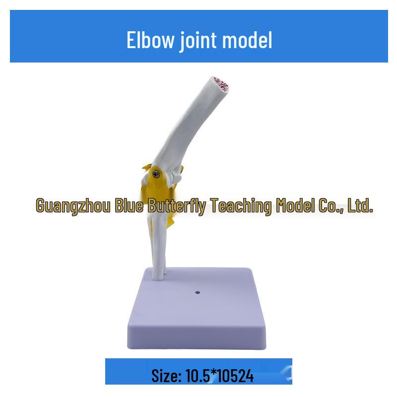 1:1 Human Skeletal Joint Model: Knee, Shoulder, Elbow, Hand, Foot, Hip