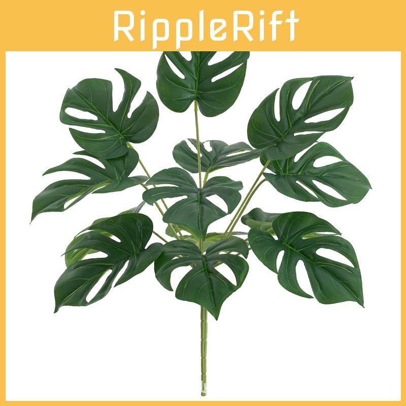 Makoyana Green Goeppertia Plant For Photography Studio And Home Interior