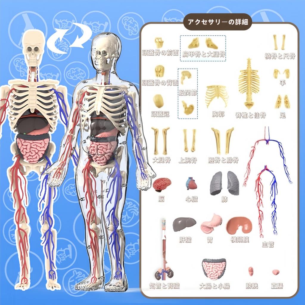 UKYCEORA Whole Body Vascular Model Human Anatomy Model Educational Skeleton Model 32cm with Removable Parts Fully Transparent Educational Toy for Boys