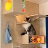 Cat Climbing Frame Wooden Cat Tree Cats Hammock Scratching Post Pedal Jumping Platform Indoor Pet Wall Furniture