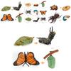 Butterfly Life Cycle Model Pvc Educational Toy For Science Learning