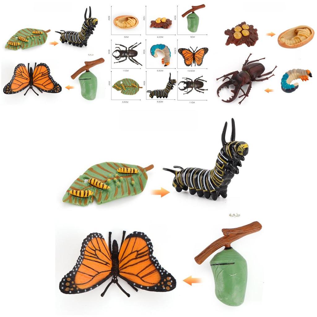 Butterfly Life Cycle Model Pvc Educational Toy For Science Learning