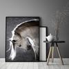 Picture, poster Framed 73x53 cm Horse P506