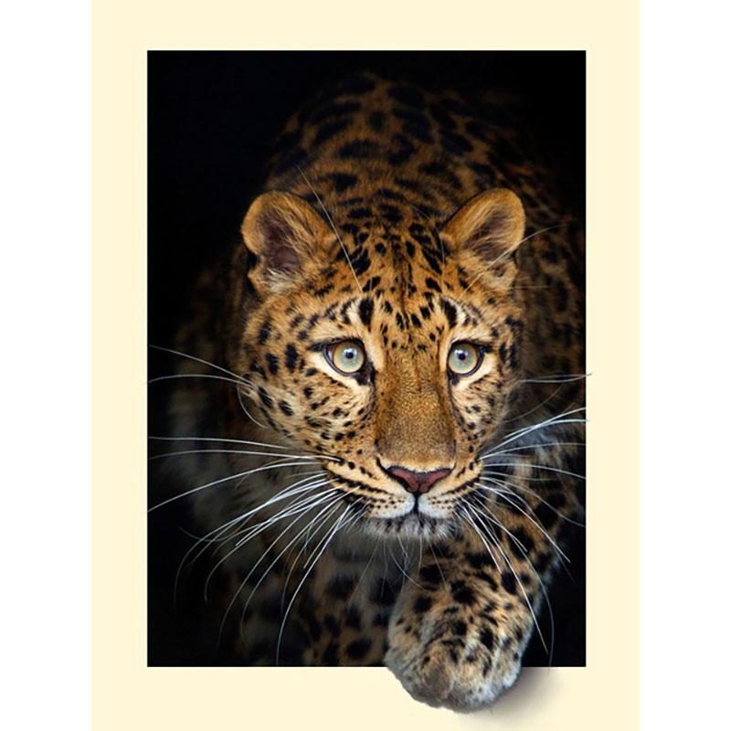 5D DIY Diamond Embroidery Animal Zebra Alligator Full Square Cat Diamond Painting Cross Stitch Rhinestone Pictures Home Decor