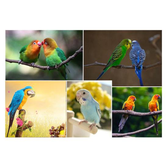 Wood Parrot Drabina Huśtawka Stojak Okoń Plac zabaw Pet Cockatiel Kojec Zabawka