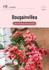 Large Bougainvillea Climbing Plant with Flowers - Indoor/Outdoor Greenery for Balcony and Courtyard