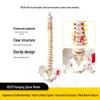 Adult 1:1 Human Spine Model for Chiropractic Practice - Cervical, Lumbar, and Skeleton Display